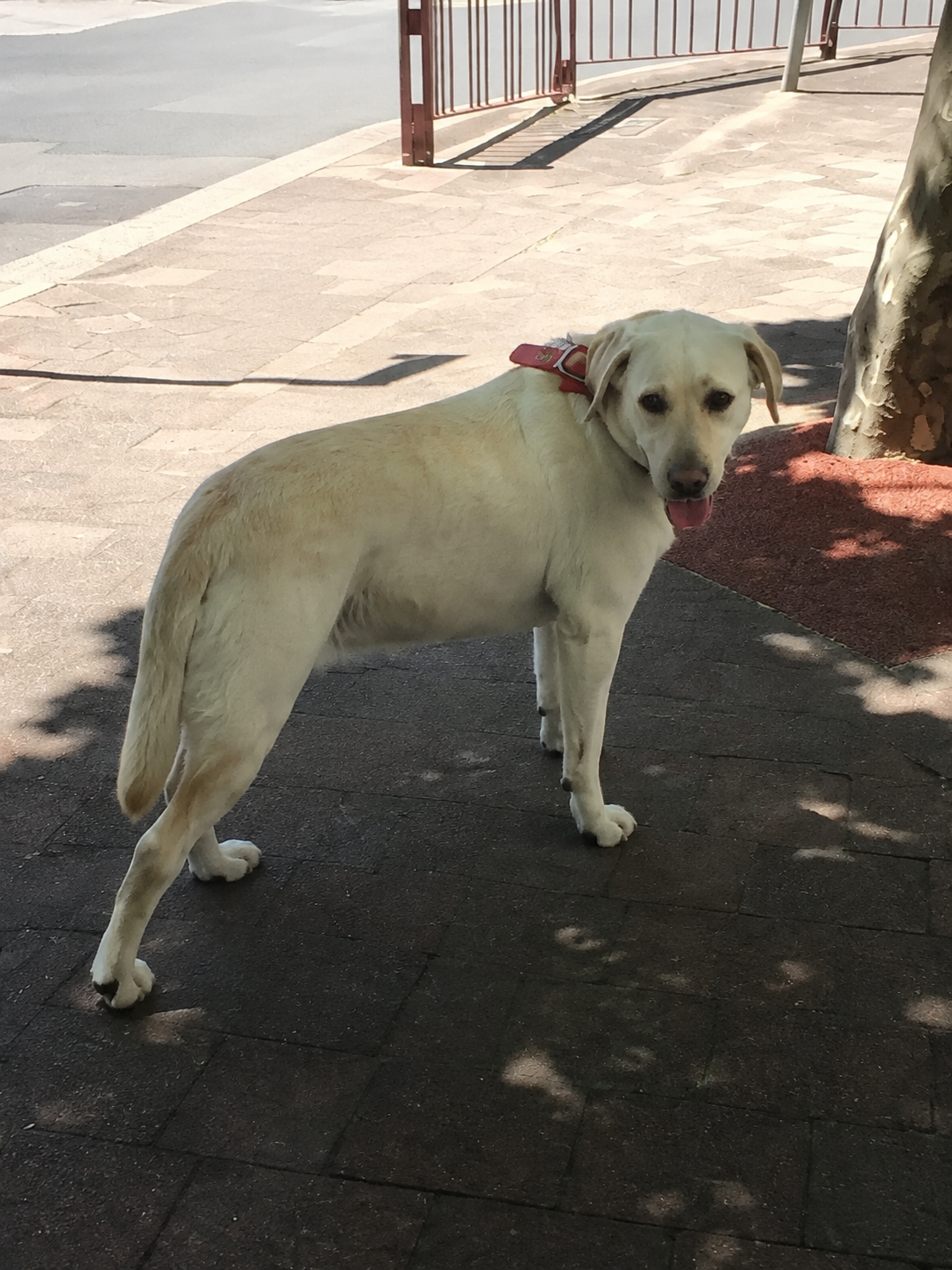 Luna, a Labrador mix dog