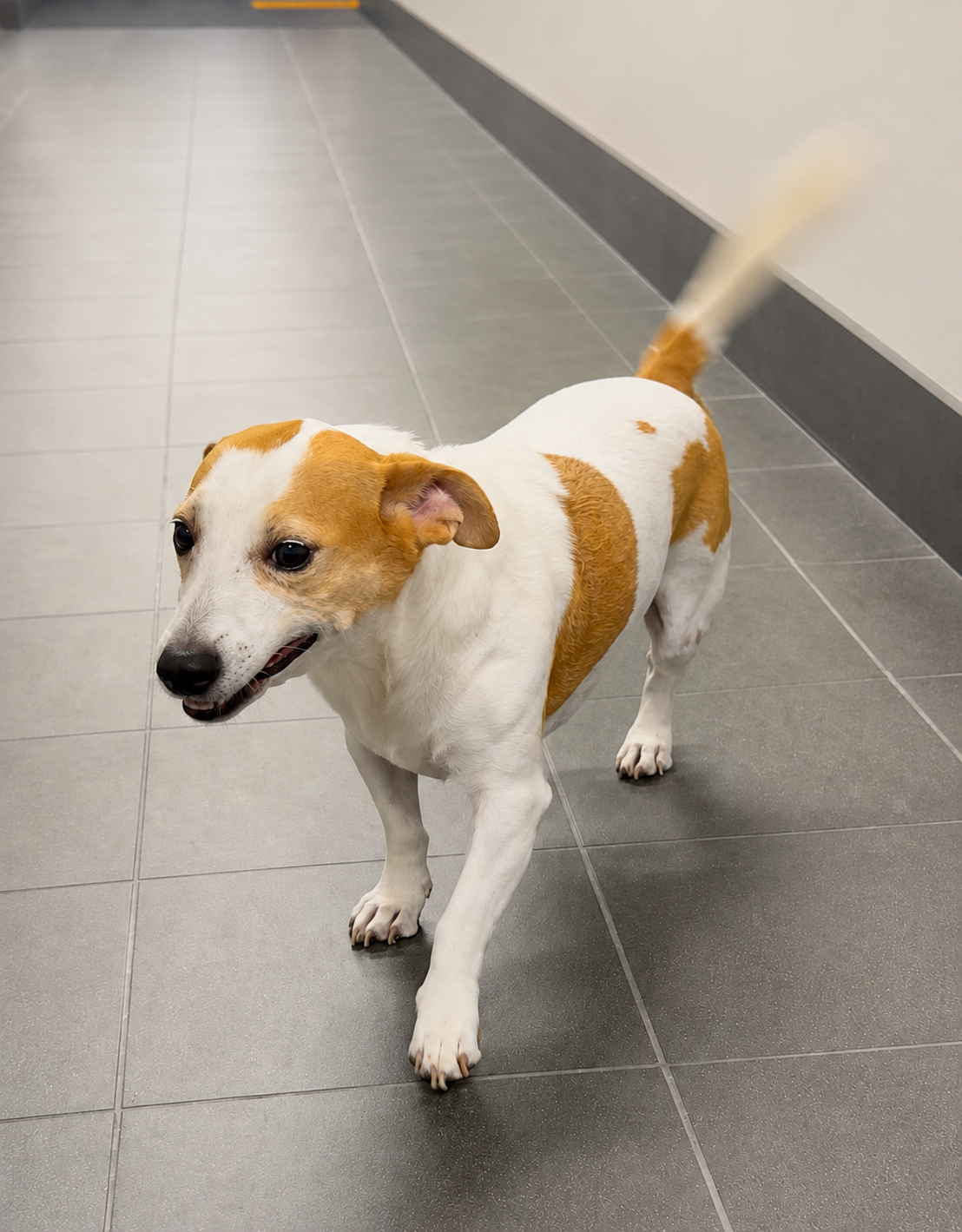 Max, a Jack Russell Terrier dog