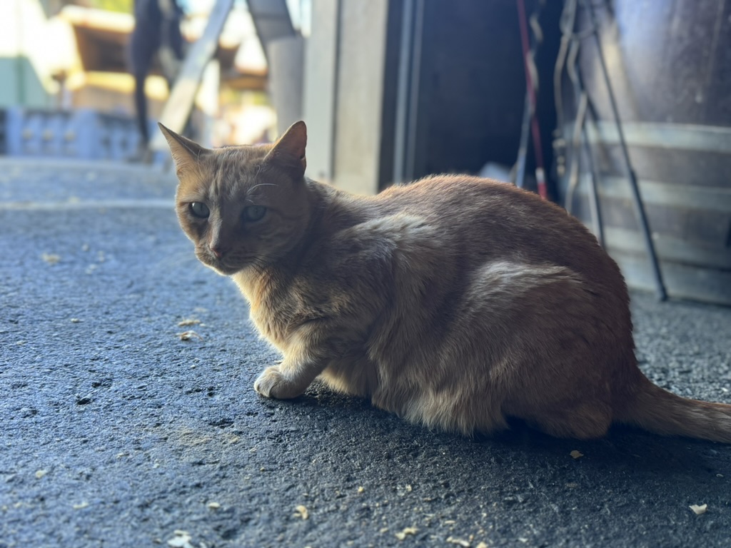 Milo, a Ginger tabby cat