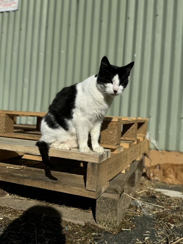 Oreo, a Tuxedo cat