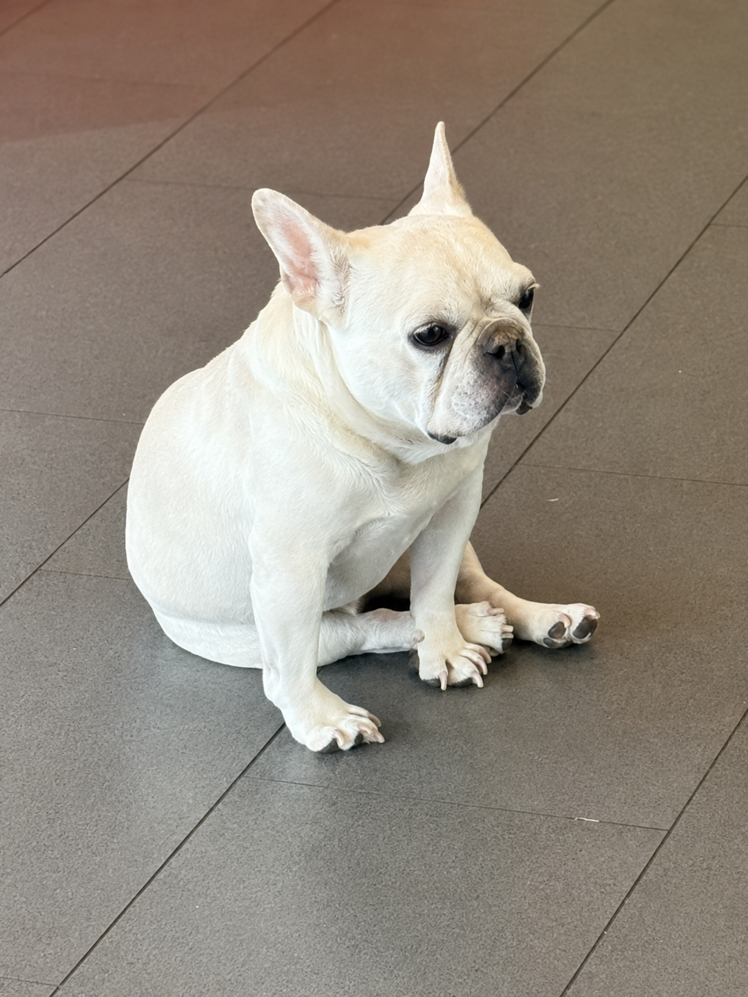 Rusty, a French Bulldog dog
