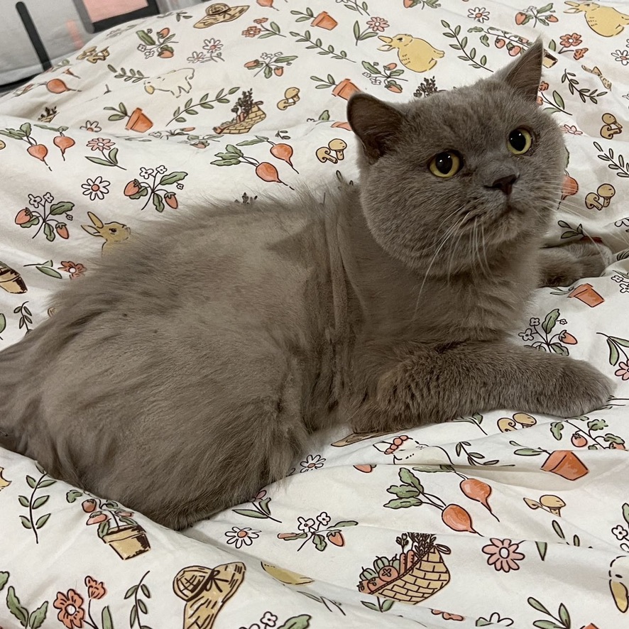Willow, a British Shorthair cat